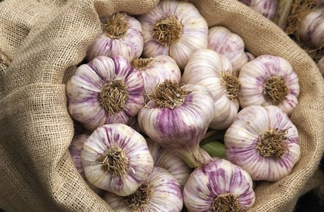Kastamonu Sarimsagi